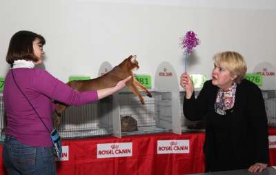 �������� ����� '������� ���-�����' 30 ������-1 ������� 2013., ������������ ��� 4334